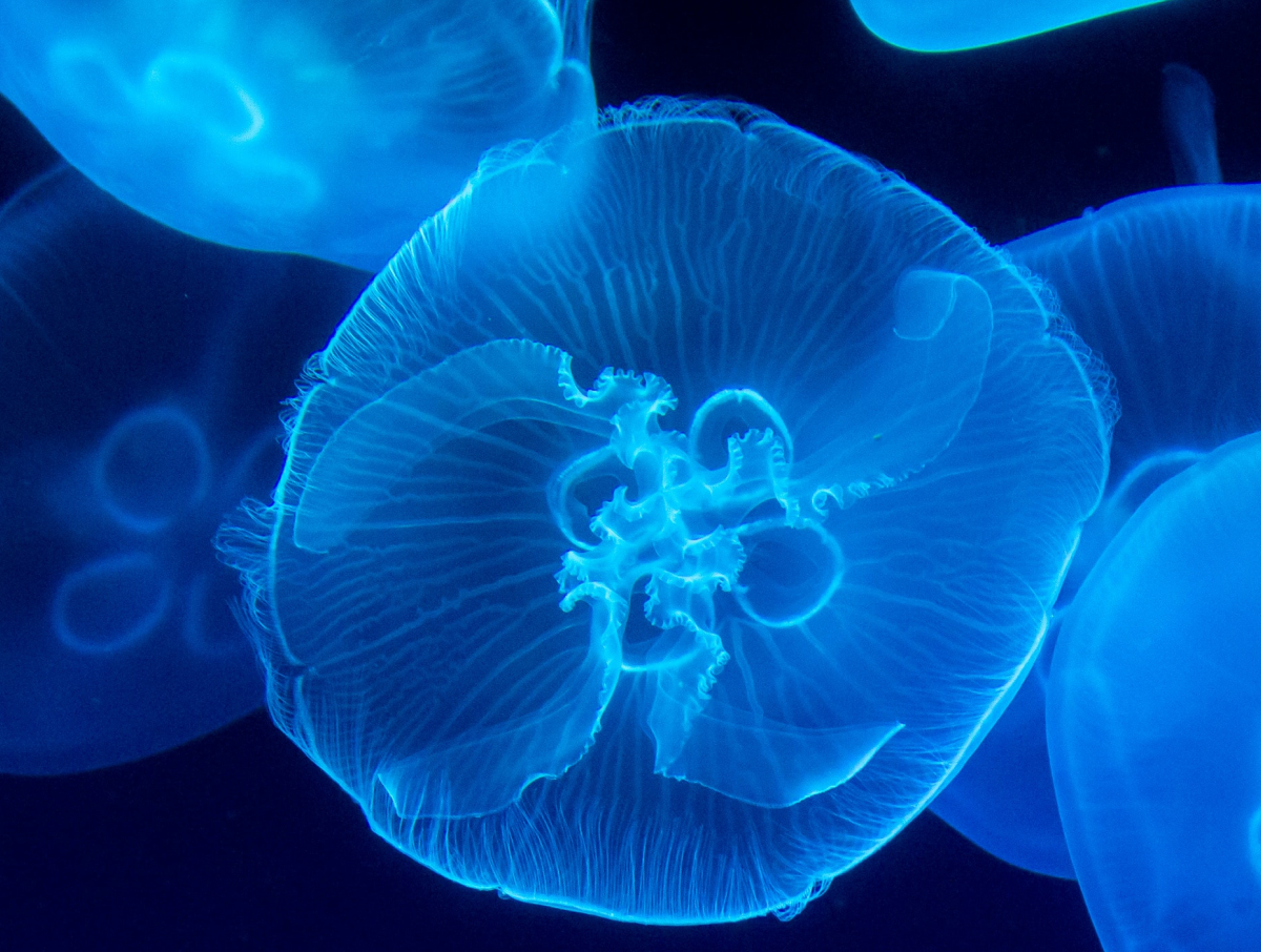 Jellyfish